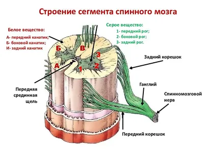 Книга Размотай свои нервы Научно доказанный способ разорвать порочный круг  тревоги и страха Жадсон Брюер - купить от 625 ₽, читать онлайн отзывы и  рецензии | ISBN 978-5-04-164670-7 | Эксмо