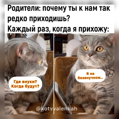 Мемы субботы для поднятия? Или нет? 😸настроения 😻 | Кот в валенках  Марсель | Дзен