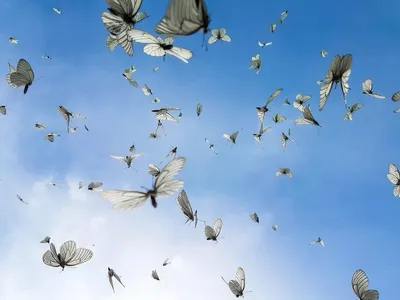 Стеклянная бабочка: Хакнула законы физики и стала прозрачной. Теперь Южная  Америка просто кишит этими насекомыми | Книга животных | Дзен