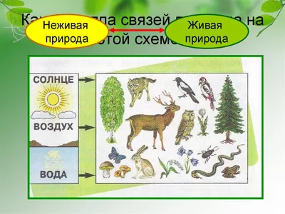 Окружающий мир 2 класс Рабочая тетрадь Плешаков Новицкая часть 2 бесплатно  читать онлайн