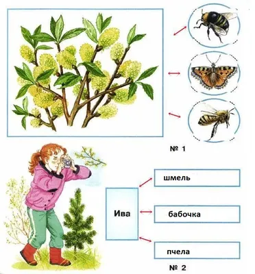 Невидимые нити в весеннем лесу. Окружающий мир, 2 класс - online  presentation