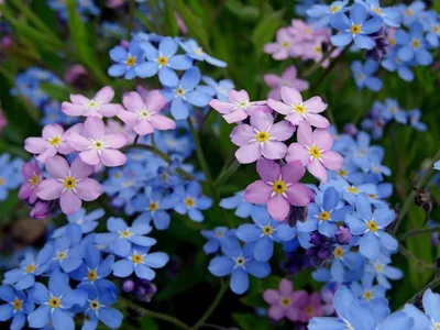 Незабудка лесная (Myosotis sylvatica)