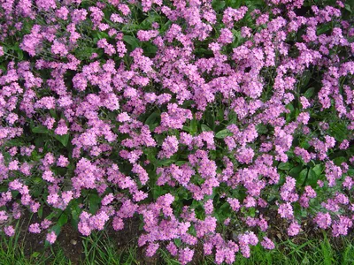 Незабудка болотная (Myosotis palustris)