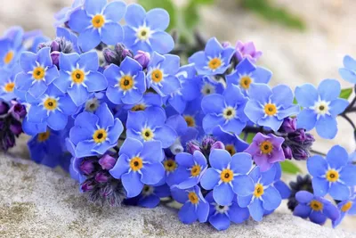 Незабудка болотная (Myosotis palustris (L.) L.)