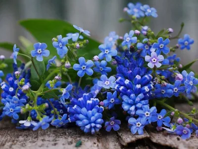 Обои цветок, синий, цветковое растение, Воды не забудь меня, Незабудка на  телефон Android, 1080x1920 картинки и фото бесплатно