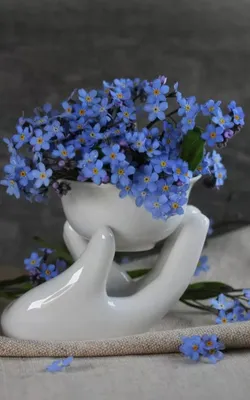 Незабудки сердечко | Flowers photography, Beautiful flowers, Blue flowers