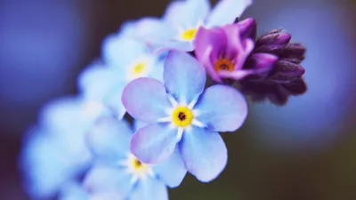 Красивые маленькие цветы незабудки myosotis весенним днем крупным планом |  Премиум Фото