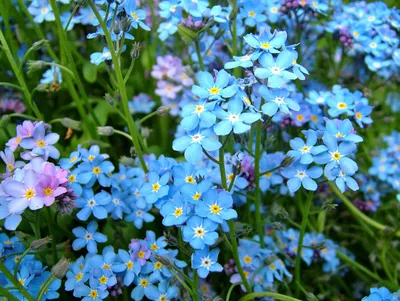 Цветы Незабудки с жемчужиной синие - Арго