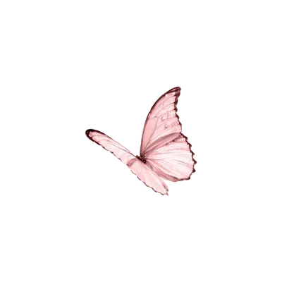 Розовые бабочки на прозрачном фоне - фото и картинки 