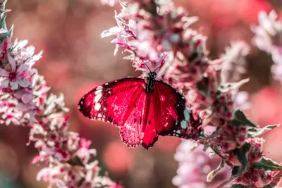 Розовые бабочки на белом фоне - 57 фото