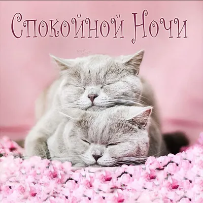 Нежные спокойной ночи [53 картинки]