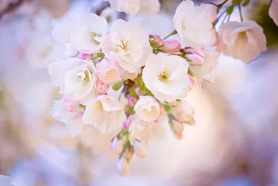 Нежные весенние цветы (97 фото) - 97 фото