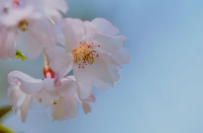 нежные весенние цвета | IN COLOR BALANCE