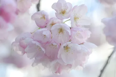 Нежность весенних цветов - 46 фото