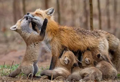 Comedy Wildlife Photography Awards 2021: смешные животные