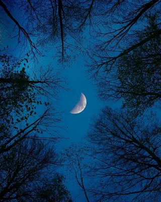 Лунная ночь | Пикабу