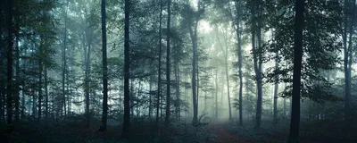Ночной лес - 59 фото
