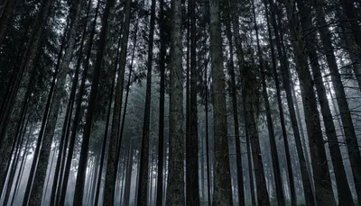 Рисунок ночного леса чёрного цвета…» — создано в Шедевруме