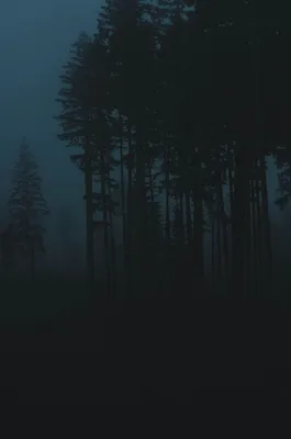 Эстетика ночного леса - 71 фото