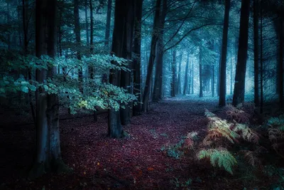 Ночной лес панорама - 67 фото