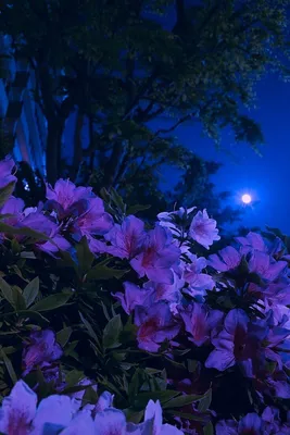 Ночные цветы картинки