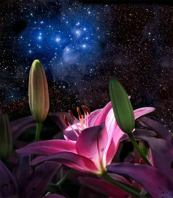 Модульная картина "Ночные цветы"