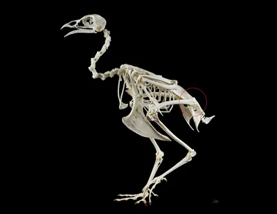 : Как динозавры стали птицами - исследование
