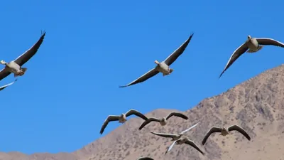 Ноги птиц живущих в воде картинки