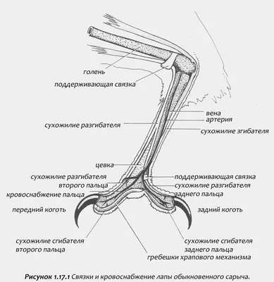 Ноги птиц картинки