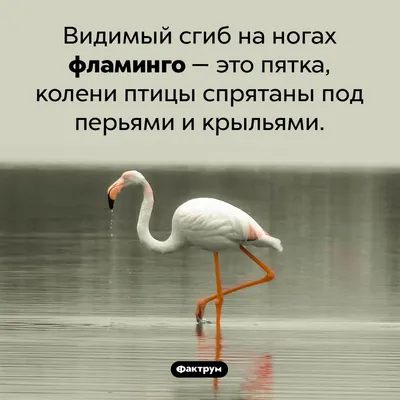 Кольцо Ноги птицы - купить с доставкой по выгодным ценам в  интернет-магазине OZON (1129611934)