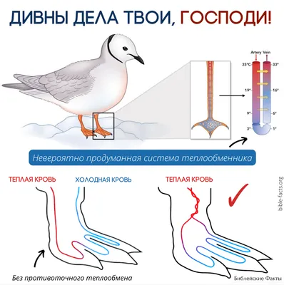 Попугайка | Пикабу