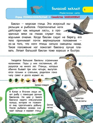 Премикс Бройлер Крепкие Ноги 500г по цене 155 ₽, купить в зоомагазине  АстВетМаркет