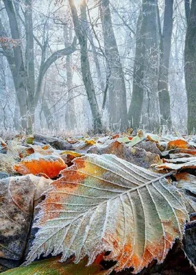 Красивые ноябрьские картинки - 59 фото