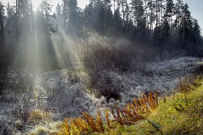 Ноябрь – канун зимы