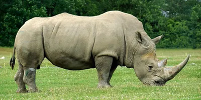 Картинка носорог - 65 фото