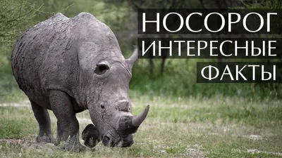 Коллекционная фигурка "Белый носорог", 13 см купить в интернет-магазине   недорого.