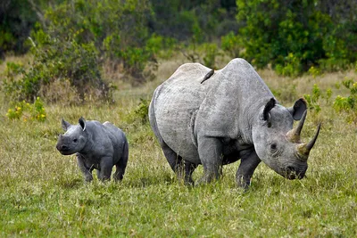 Носороги (лат. Rhinocerotidae), фото носорогов