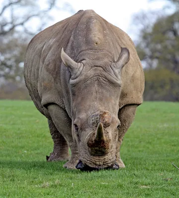 В австралийском зоопарке Таронга родился редкий черный носорог — The World  Only
