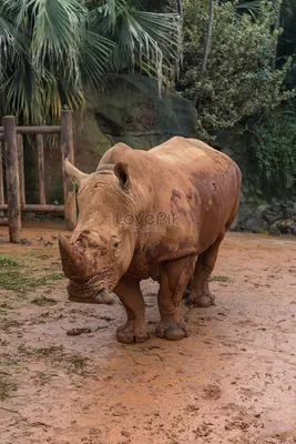Картинки белый носорог - 78 фото