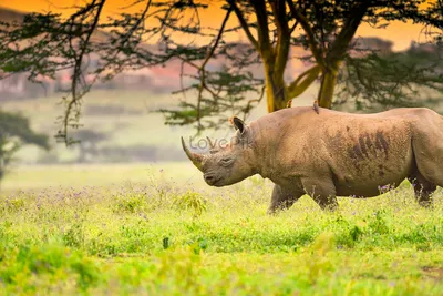 Белый Носорог: Как выглядит, Где обитает, Чем питается и Интересные факты  (Фото)