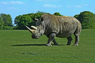 Большая пятерка" фарфорового сафари: носорог | Фарфоровый заповедник | Дзен