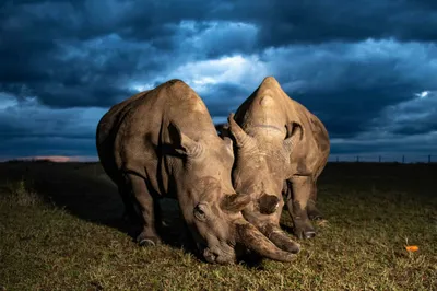 Потомство носорога в зоопарке Аугсбурга