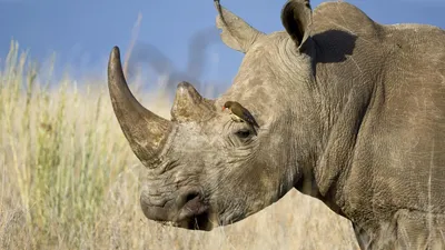 В Кении умер последний самец северного белого носорога – DW – 