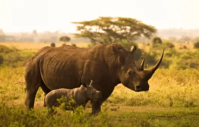 Обои природа, пара, саванна, носорог, детеныш, мать, носороги, два носорога  картинки на рабочий стол, раздел животные - скачать
