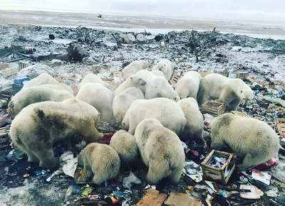 Новая земля иллюстрации - 37 фото