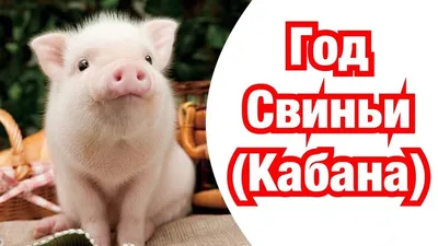 Календарь 2019 Год Свиньи объемный код: 990127 от – купить оптом с  доставкой по всей России в интернет-магазине 