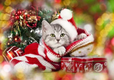 Милый котик у Новогодней елки | Милые котики, Котята, Питомец