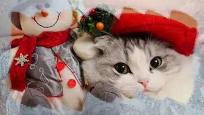 😻😺😸Новогодние поздравления от котиков!🎄 | Нос, хвост, лапы | Дзен