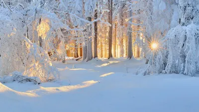 Новогодний фон, Природа, яркий день…» — создано в Шедевруме