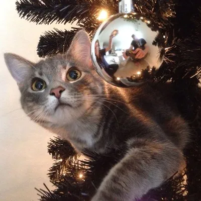 Коты против Рождества или почему новогодние праздники являются любимым  временем кошачьих - ЯПлакалъ